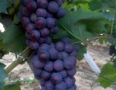 永年大量京亚葡萄以上市。价格优