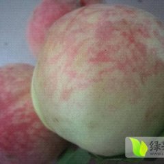 本人从事水果行业14年，有固定的客源