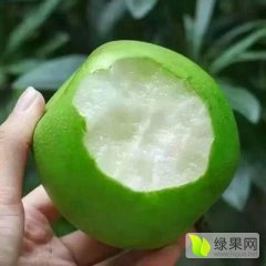 砀山万亩高康7月皇冠梨