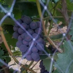 2017永年我基地京亚葡萄现已大量上市