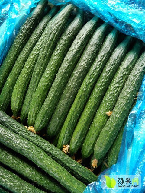 2017年山东夏津德瑞特721黄瓜价格