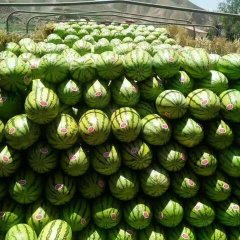 靖远砂地西瓜，甘甜可口