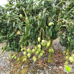 百色市右江区台农芒果