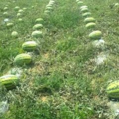 代办代购定边和内蒙鄂托克前旗 乌审旗西瓜