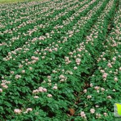 2017平度蓼兰土豆收购工作全面开展