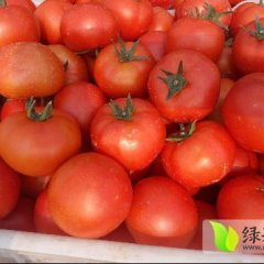 2017清徐西红柿色泽圆润口感好，无农药残留