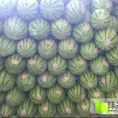 会宁扎子源《金花1号》《金城5号》