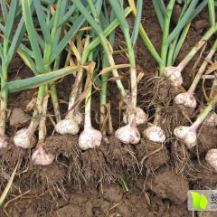 鲁西大蒜市场有自己的收货摊位