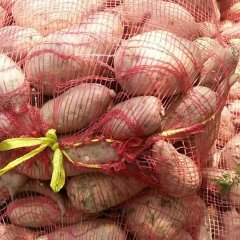 开封县加工厂红薯，大量上市中价格美丽