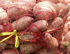 开封县加工厂红薯，大量上市中价格美丽