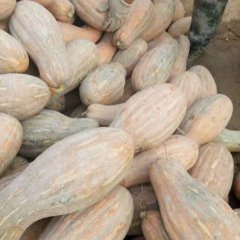 湖北嘉鱼金韩密本南瓜香甜可口