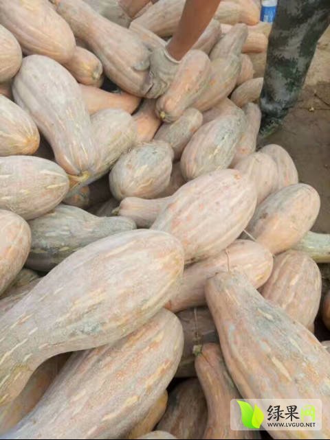 2017年湖北嘉鱼金韩密本南瓜价格