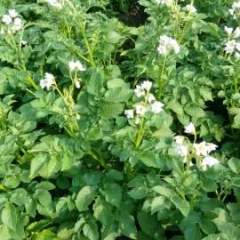 讷河市有150年的马铃薯种植历史