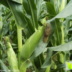 辽宁新民黄粘玉米价格适宜