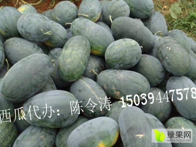 黑美人价格
