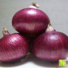 洮北圆葱（卡木一）洋葱 我这里农户淳朴善良