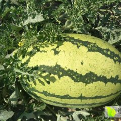 靖远硒砂瓜大量上市！品种有，金花，丰抗8号