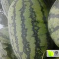 2017东明西瓜大量上市，中国西瓜之乡