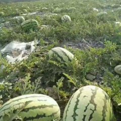 甘肃靖远县高湾乡素有