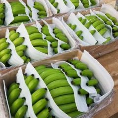 广西武鸣巴西香蕉名优产品