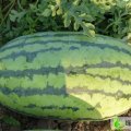 山东菏泽东明大量供应西瓜7月上市