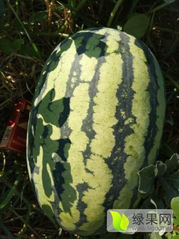 冠龙价格