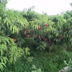 2017潍城蜜桃个头大，甜度高，似蜜一样甜