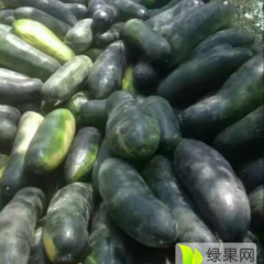 沁阳子弹头黑皮冬瓜单个重20斤以上