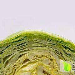 湖北利川春玉甘蓝绿色无公害