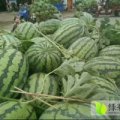 山东东明京欣熟度好 价格优秀 找车一条龙服务