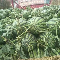 河南夏邑冠龙西瓜上市中，瓜形好看