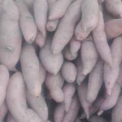 石家庄新货龙署九品种大量上市了，露地种植