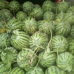 开封万亩沙地西瓜种植基地：品种多