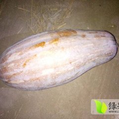 湖南岳阳君农场广兴洲镇是蔬菜大镇