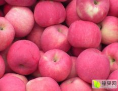 白水北原吕龙刚8月红富士苹果 自己种的苹果