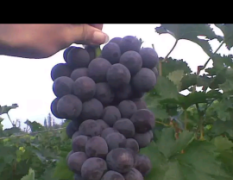 富安葡萄基地是我国冀南最大的葡萄产区