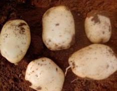泗水土豆 我镇种植中薯土豆达到6000亩