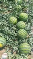 新野西瓜 常年代办各季节新鲜蔬菜