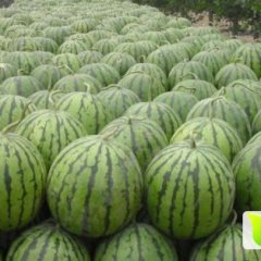 内蒙古翁牛特旗沙漠地西瓜种植基地之一