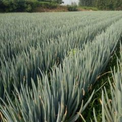 2017安丘凌河镇，是大葱种植面积超大的乡镇