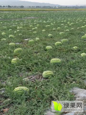 硒砂瓜价格