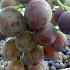 东昌府藤稔葡萄代办李桂国