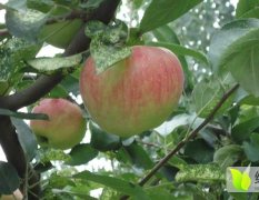 陕西大荔7月—10月成熟的苹果品种