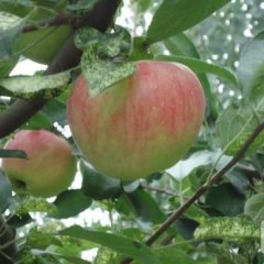 陕西大荔7月—10月成熟的苹果品种