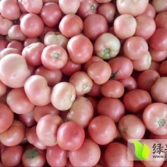 东昌府山东董浩7月硬粉西红柿