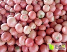 东昌府山东董浩7月硬粉西红柿