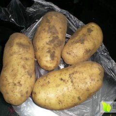 公主岭市八屋镇荷兰土豆大量上市