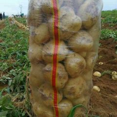 8月份，怀德及周边土豆大量上市