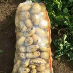 大量出售荷兰十五 本地盛产土豆常年有货