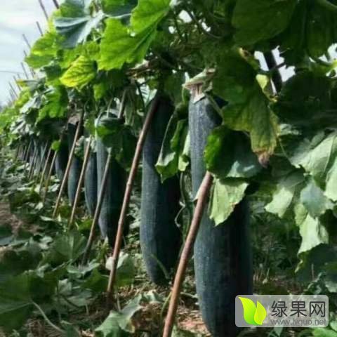 2017年河南郸城铁冠军冬瓜价格